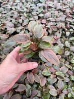 Lagenandra Meeboldii Red (Aquariumplanten), Verzenden, Nieuw, Plant(en), Steen of Hout