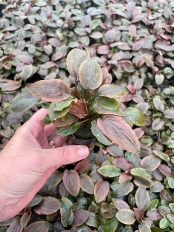 Lagenandra Meeboldii Red (Aquariumplanten), Verzenden, Plant(en), Steen of Hout