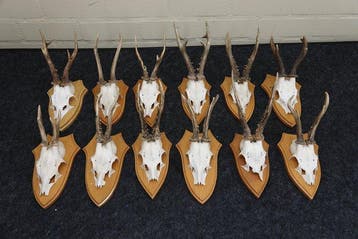Roebuck Schedel - Capreolus capreolus - 0 cm - 0 cm - 0 cm-, Nieuw