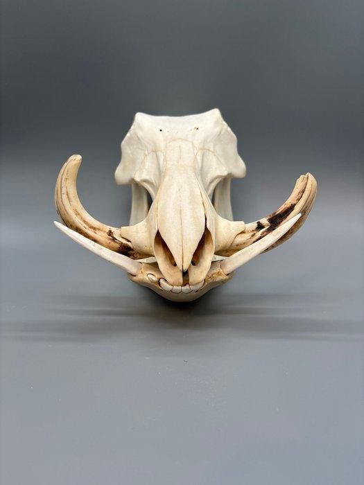 Wrattenzwijn Schedel van een zoogdier - Phacochoerus, Verzamelen, Dierenverzamelingen