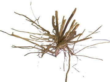 Driftwood Selected DW8 - 50x35x20cm (Small drift wood), Ophalen of Verzenden, Nieuw, Plant(en), Steen of Hout