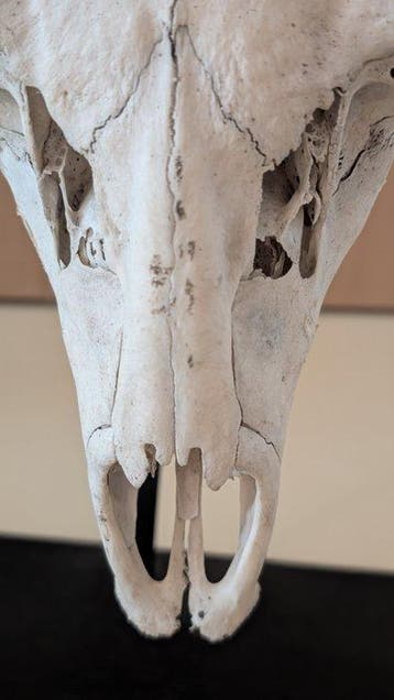 Cerf Crâne avec bois de cerf - Cervidae sp - 86 cm - 60 cm -, Antiquités & Art