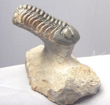 Fossiel - Gefossiliseerd dier - Phacops - 5.5 cm (Zonder
