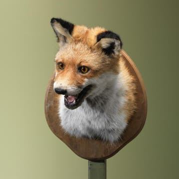 Vos Taxidermie Opgezette Dieren By Max, Verzamelen, Ophalen of Verzenden, Nieuw, Wild dier, Opgezet dier