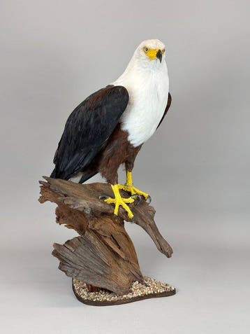 Schreiseeadler Taxidermie volledige montage - Haliaeetus, Nieuw