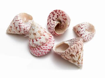 Troca Maculata Schelpen 650 gram, Nieuw