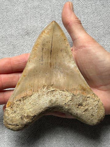 Groot Megalodon-tand, 13,4 cm - Fossiele tand - Carcharocles, Verzamelen