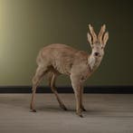 Reebok Taxidermie Opgezette Dieren By Max, Ophalen of Verzenden, Opgezet dier