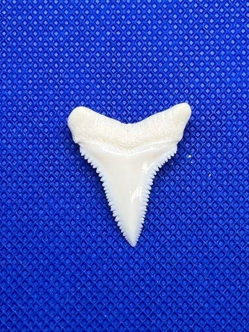 Witte haai Tand - Carcharodon carcharias - 29.5 mm - 23.5 mm