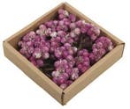 Daisy Possy op draad White Wash Purple doos 50 stuks, Nieuw