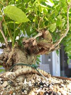 blauweregen - Hoogte (boom): 70 cm - Diepte (boom): 30 cm -