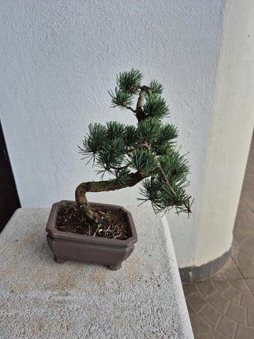 Den bonsai (Pinus) - Hoogte (boom): 27 cm - Diepte (boom):