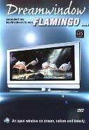 Dreamwindow - flamingos op DVD, CD & DVD, DVD | Autres DVD, Envoi