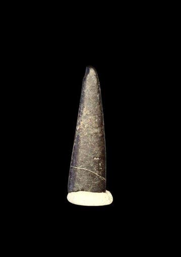 Fossiele tand - Rare Ornithocheirid Pterousaur Tooth - Lower
