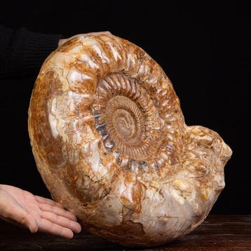 Grote fossiele ammonietenschelp Kranaosphinctes sp. - -, Verzamelen, Mineralen en Fossielen