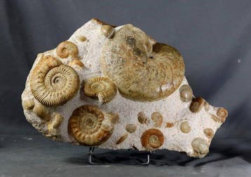 Superbe, énorme dalle contenant plusieurs ammonites. -