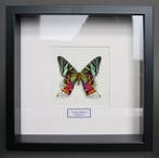Papillon Support de corps entier pour taxidermie - Urania, Antiquités & Art