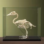 Booteend Skelet Taxidermie Opgezette Dieren By Max, Ophalen of Verzenden, Nieuw, Vogel, Opgezet dier
