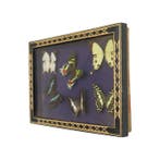 Vlinder Taxidermie wandmontage - Papilio demodocus - 24 cm -