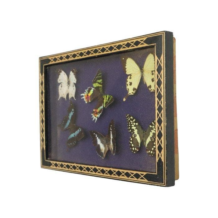 Vlinder Taxidermie wandmontage - Papilio demodocus - 24 cm -, Antiquités & Art, Curiosités & Brocante