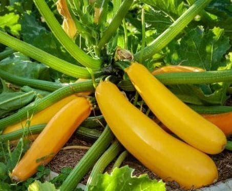 Courgette Golden Delight F1 / Baowy Song 50 zaden, Hobby en Vrije tijd, Knutselen, Nieuw