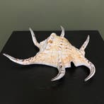 Schelp Taxidermie Opgezette Dieren By Max, Ophalen of Verzenden, Nieuw, Wild dier, Opgezet dier