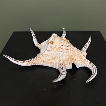 Schelp Taxidermie Opgezette Dieren By Max, Ophalen of Verzenden, Nieuw, Wild dier, Opgezet dier