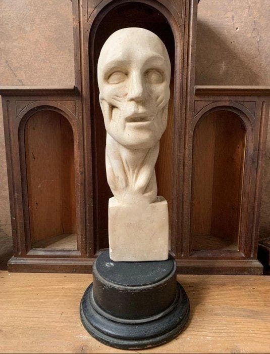 Hoofd - Busto anatomico scorticato - Gips, Antiquités & Art, Curiosités & Brocante