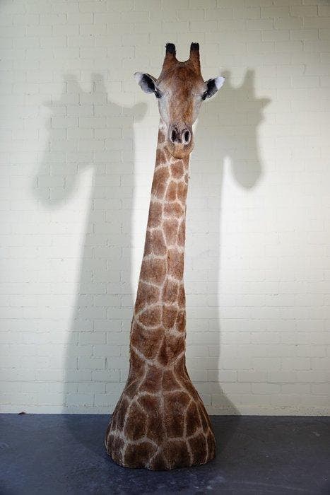 Grande et impressionnante girafe du Nord Support de corps, Collections, Collections Animaux