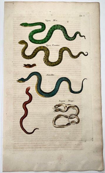 Matthäus Merian (b1593) - hand coloured folio: Snakes,