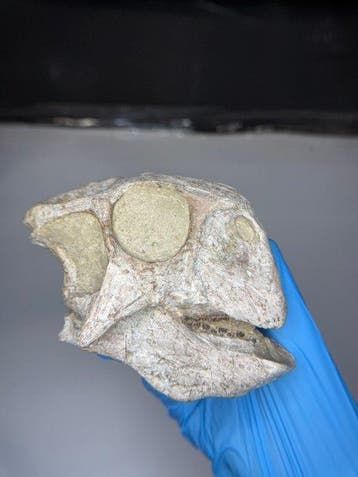 Dinosaurus - Fossiele schedel - Psittacosaurus Luijatunensis
