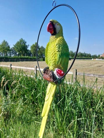 Statue, life size colorful parrot in hoop - 68 cm -