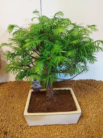 Kustmammoetboom bonsai (Sequoia) - Hoogte (boom): 32 cm -