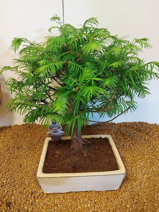 Kustmammoetboom bonsai (Sequoia) - Hoogte (boom): 32 cm -, Antiek en Kunst, Curiosa en Brocante
