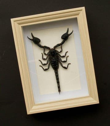 Schorpioen Taxidermie volledige montage - Scorpion, Nieuw