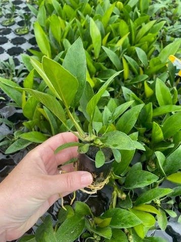 Anubias Congensis (Aquariumplanten, Aquarium producten), Dieren en Toebehoren, Vissen | Aquaria en Toebehoren, Verzenden, Nieuw