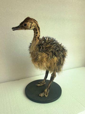 Struisvogel Taxidermie volledige montage - ostrich - 29 cm -