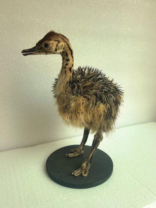 Struisvogel Taxidermie volledige montage - ostrich - 29 cm -, Antiquités & Art, Curiosités & Brocante