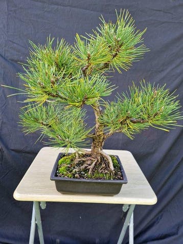 Den bonsai (Pinus) - Hoogte (boom): 41 cm - Diepte (boom):