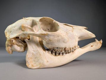 Crâne de chèvre fin Crâne - Capra hircus - 11.5 cm - 9 cm -