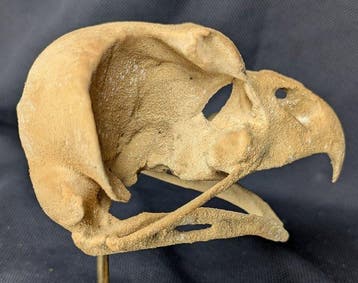 Fossiele schedel - Ornimegalonyx - the biggest owl species