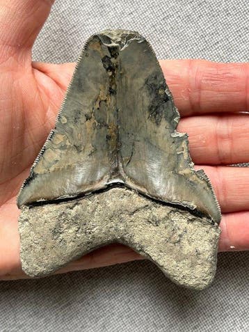 Megalodon-tand 10,0 cm - Fossiele tand - Carcharocles