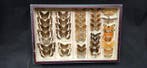 Paléarctique butterflies ex French collection - Diorama -, Verzamelen, Dierenverzamelingen, Nieuw