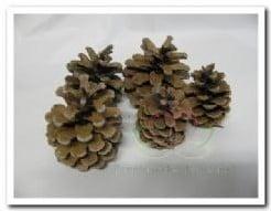Dennenappels Oostenrijkers Blue Pine 15 stuks, Hobby en Vrije tijd, Nieuw