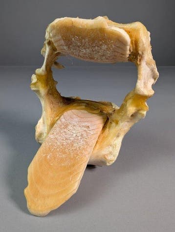 Witvlek-adelrog Kaak - Aetobatus narinari - 14.5 cm - 12 cm