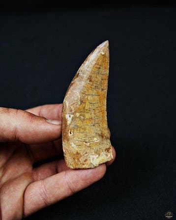Dinosaurus - Fossiele tand - Carcharodontosaurus saharicus