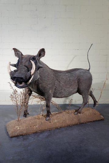Large African Warthog Schedel - Phacochoerus africanus - 125, Collections, Collections Animaux