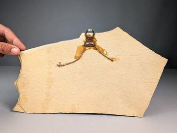 Oude collectie van Miocene fossiele haaientanden en