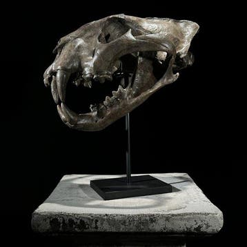 GEEN MINIMUMPRIJS - Een replica van een tijgerschedel op een