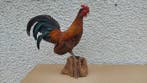 Binnenlandse haan Taxidermie volledige montage - Gallus, Nieuw